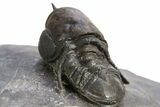Pelagic Trilobite (Cyclopyge) Fossil - Huge Eyes #316657-3